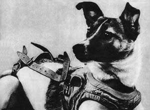 A photograph of laika